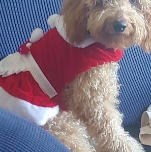 Meet your Posher, Dana